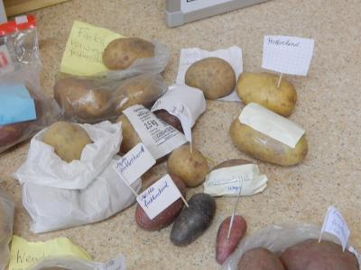 Foto des Albums: Kartoffelprojekt Klasse 3b