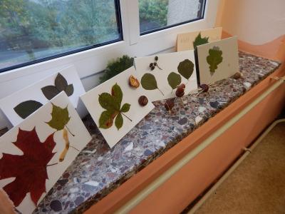 Foto des Albums: Der Herbst in der Klasse 1