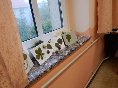 Foto des Albums: Der Herbst in der Klasse 1