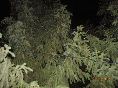 Foto des Albums: Weihnachtsmarkt in Goslar am 25.November 2016