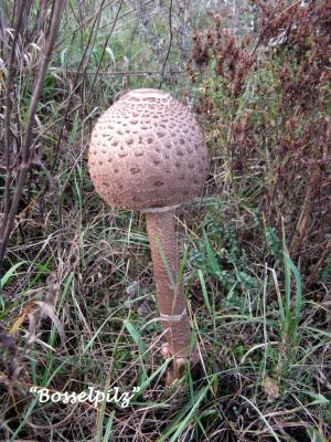 Foto des Albums: Bosseln