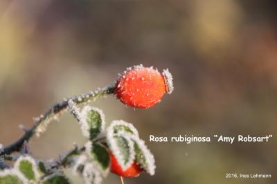 Foto des Albums: Ines Lehmann hat jetzt viel Freude an den Hagebutten ihrer Rosen. (12.12.2016)