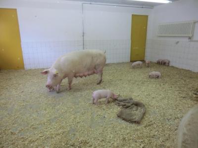 Foto des Albums: Der besondere Tag in Köllitsch 2016