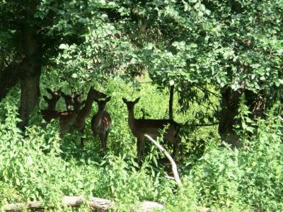 Foto des Albums: Der besondere Tag in Köllitsch 2016