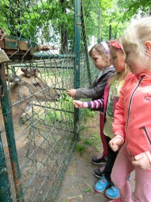 Foto des Albums: Die Abschlussrüste und  für unsere Vorschulkinder 2016
