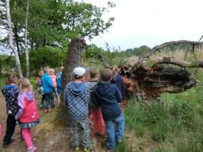 Foto des Albums: Die Abschlussrüste und  für unsere Vorschulkinder 2016