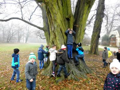 Foto des Albums: Weihnachtsbäume im Schloss schmücken (24.11.2016)