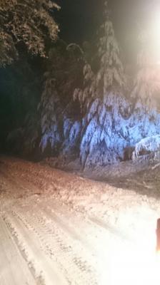 Foto des Albums: Einsatz Baum auf Straße Zur Feldhöhe