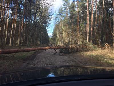 Baum versperrt die Stra&szlig;e 