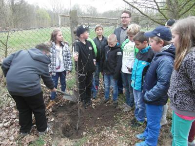 Foto des Albums: Die Schüler der Klasse 4a pflanzten einen Baum (12.04.2017)