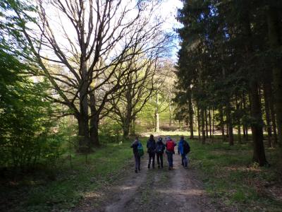 Foto des Albums: Waldolympiade 2017