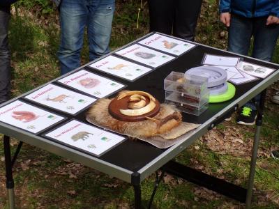 Foto des Albums: Waldolympiade 2017