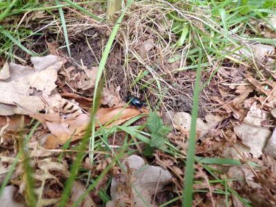 Foto des Albums: Waldolympiade 2017