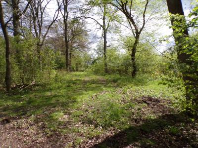 Foto des Albums: Waldolympiade 2017