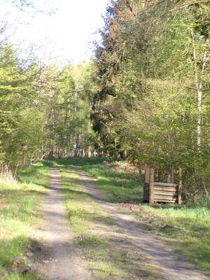 Foto des Albums: Waldolympiade 2017