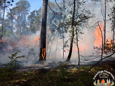 Foto des Albums: Einsatz Nr. 826 B: Wald