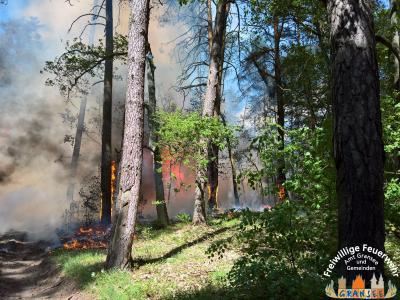 Foto des Albums: Einsatz Nr. 826 B: Wald