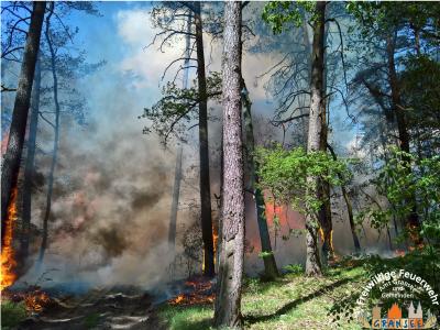 Foto des Albums: Einsatz Nr. 826 B: Wald