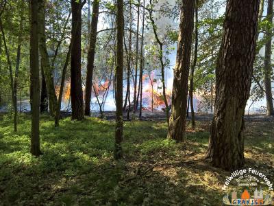 Foto des Albums: Einsatz Nr. 826 B: Wald