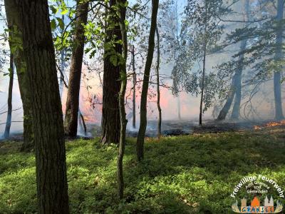 Foto des Albums: Einsatz Nr. 826 B: Wald