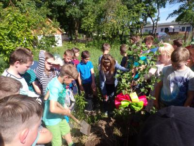 Foto des Albums: Apfelbaum aus Bönningstedt von unseren Schülern gepflanzt