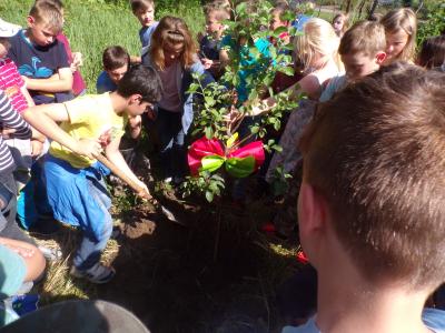 Foto des Albums: Apfelbaum aus Bönningstedt von unseren Schülern gepflanzt
