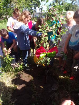Foto des Albums: Apfelbaum aus Bönningstedt von unseren Schülern gepflanzt