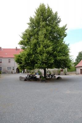 Die Linde auf dem oberen Burghof  (Bild vergrößern)