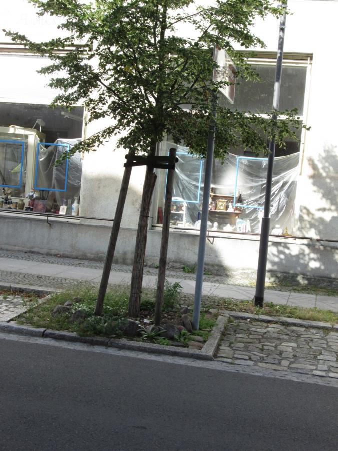 Bild: Baumscheibe in der Potsdamer Straße, nicht alle sehen so aus