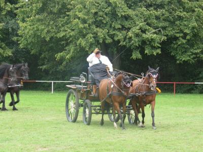 Foto des Albums: 3.Turniertag 66.Reit-und Fahrturnier (27.08.2017)