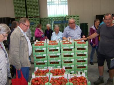 Foto des Albums: Besuch in der Tomaten- und Paprikaplantage in Hemmingstedt (07.09.2017)