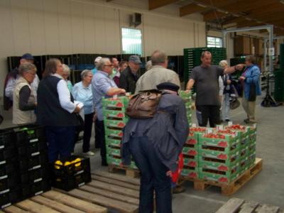 Foto des Albums: Besuch in der Tomaten- und Paprikaplantage in Hemmingstedt (07.09.2017)