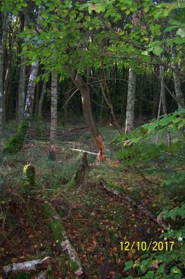 Foto des Albums: Biberwanderung Forsthof Gädebehn