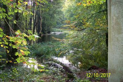 Foto des Albums: Biberwanderung Forsthof Gädebehn