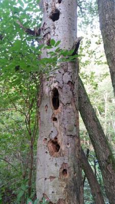 Foto des Albums: Biberwanderung Forsthof Gädebehn