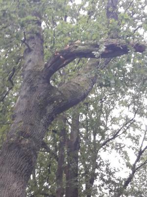 Foto des Albums: Einsatz Baum über Straße