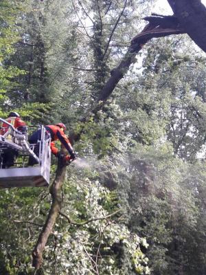 Foto des Albums: Einsatz Baum über Straße