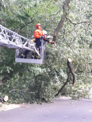 Foto des Albums: Einsatz Baum über Straße