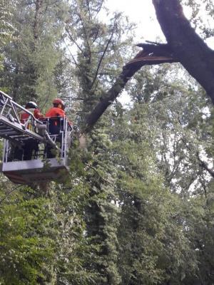 Foto des Albums: Einsatz Baum über Straße