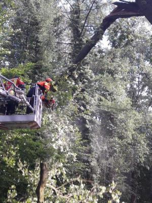 Foto des Albums: Einsatz Baum über Straße