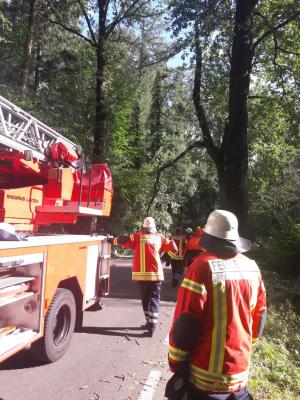 Foto des Albums: Einsatz Baum über Straße