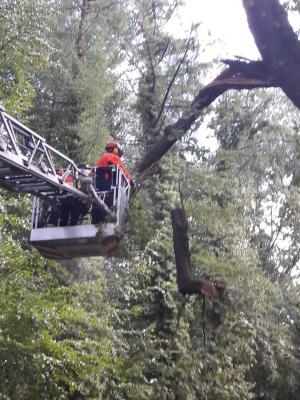 Foto des Albums: Einsatz Baum über Straße