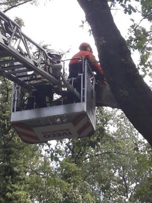 Foto des Albums: Einsatz Baum über Straße