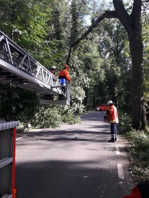 Foto des Albums: Einsatz Baum über Straße