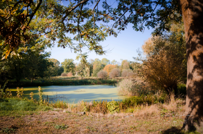 Vorschaubild: Teich neben Orangerie; Foto: Arnica Scheppelmann