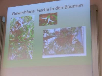 Zwischen seinen Bl&auml;ttern sammelt der Geweihfarn in kleinen Becken Regenwasser und verrottete Pflanzenteile, aus denen er seine N&auml;hrstoffe bezieht. Darin k&ouml;nnen sogar kleine Fische leben! 