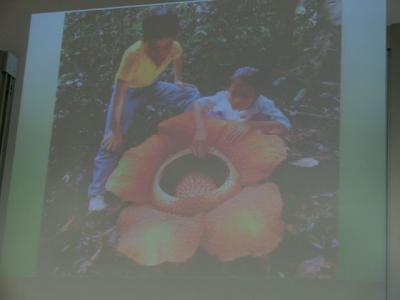 Die Riesenrafflesie w&auml;chst nur auf den Inseln Borneo und Sumatra und bildet die gr&ouml;&szlig;ten, am schlimmsten stinkenden Bl&uuml;ten der Welt!  Als Aasblume verstr&ouml;mt sie den Geruch von  verwesendem Fleisch, um Fliegen und K&auml;fer anzulocken, die sie best&auml;uben.  