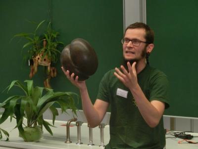 Dies ist der gr&ouml;&szlig;te Samen der Welt! Es ist die Nuss einer Seychellenpalme.  