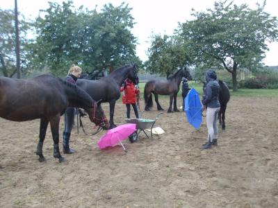 Foto des Albums: Gelassenheitstraining (09.09.2017)