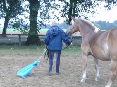 Foto des Albums: Gelassenheitstraining (09.09.2017)